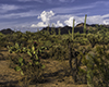 images/arizona/_6454604_small.jpg