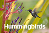 Hummingbirds